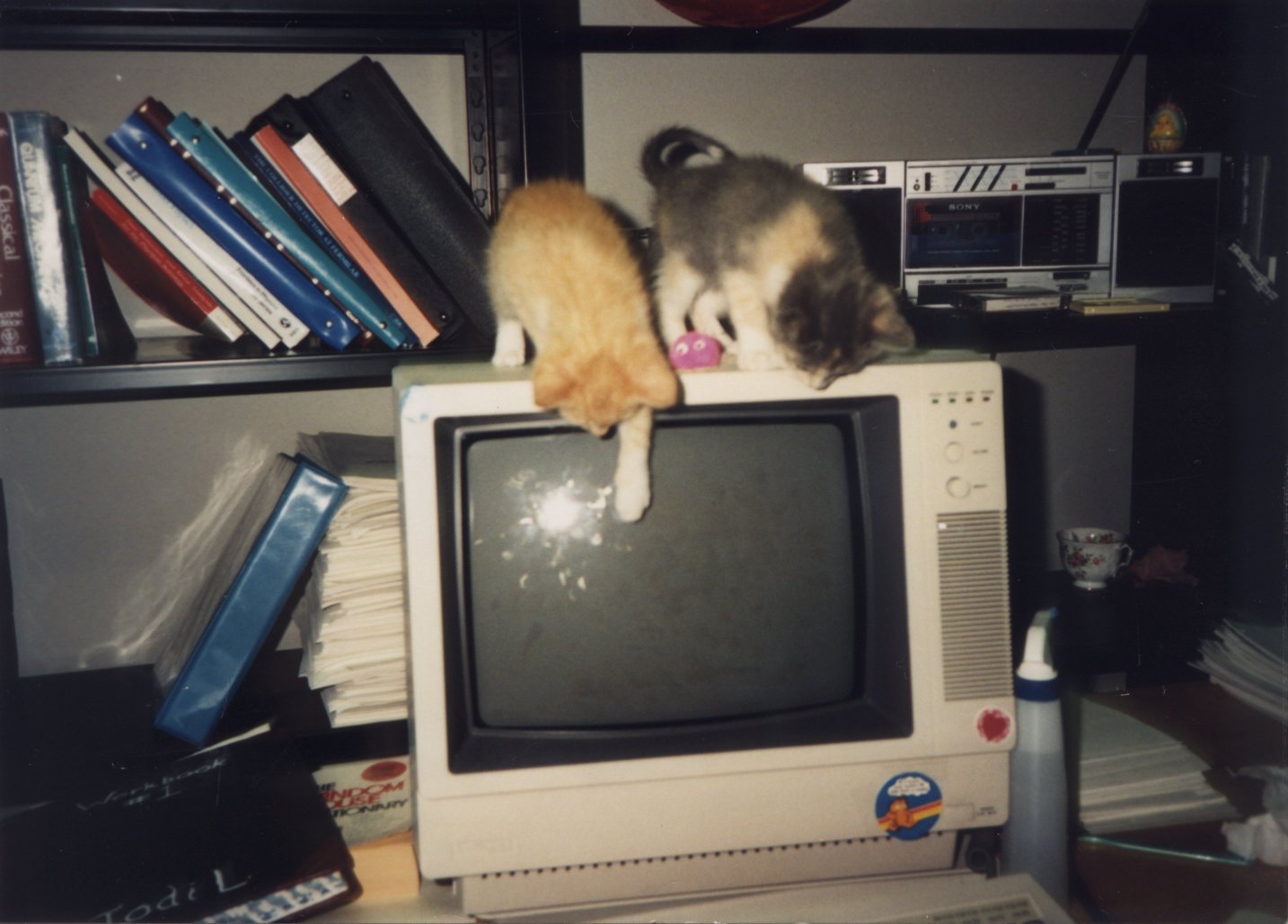 Kittens in the office